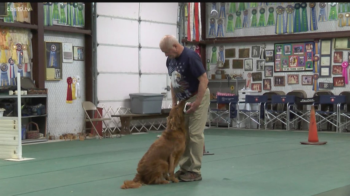 TOTALLY EAST TEXAS: Mineola Golden Retriever named 'Top Dog', earns national award for obedience