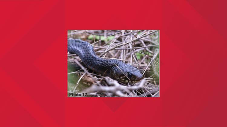 texas indigo snake gets bit by rattlesnake