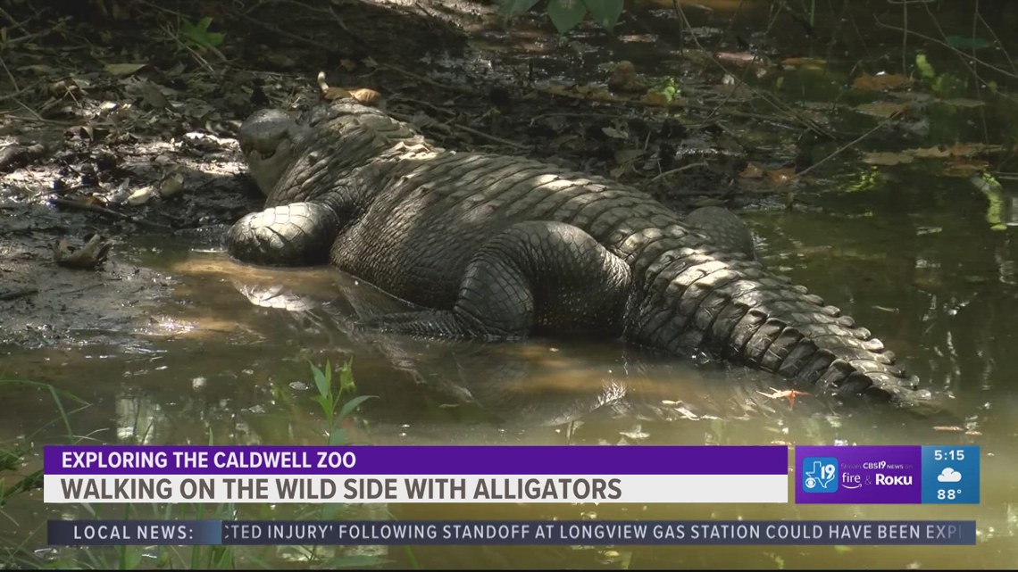 Exploring the Caldwell Zoo: Meet Allie and Elwood the alligators | cbs19.tv