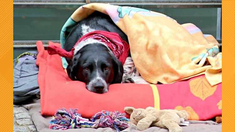Tyler Animal Services to offer free adoptions for blankets 