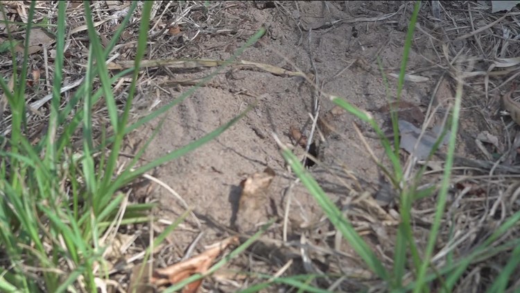 Fire ants invade East Texas homes