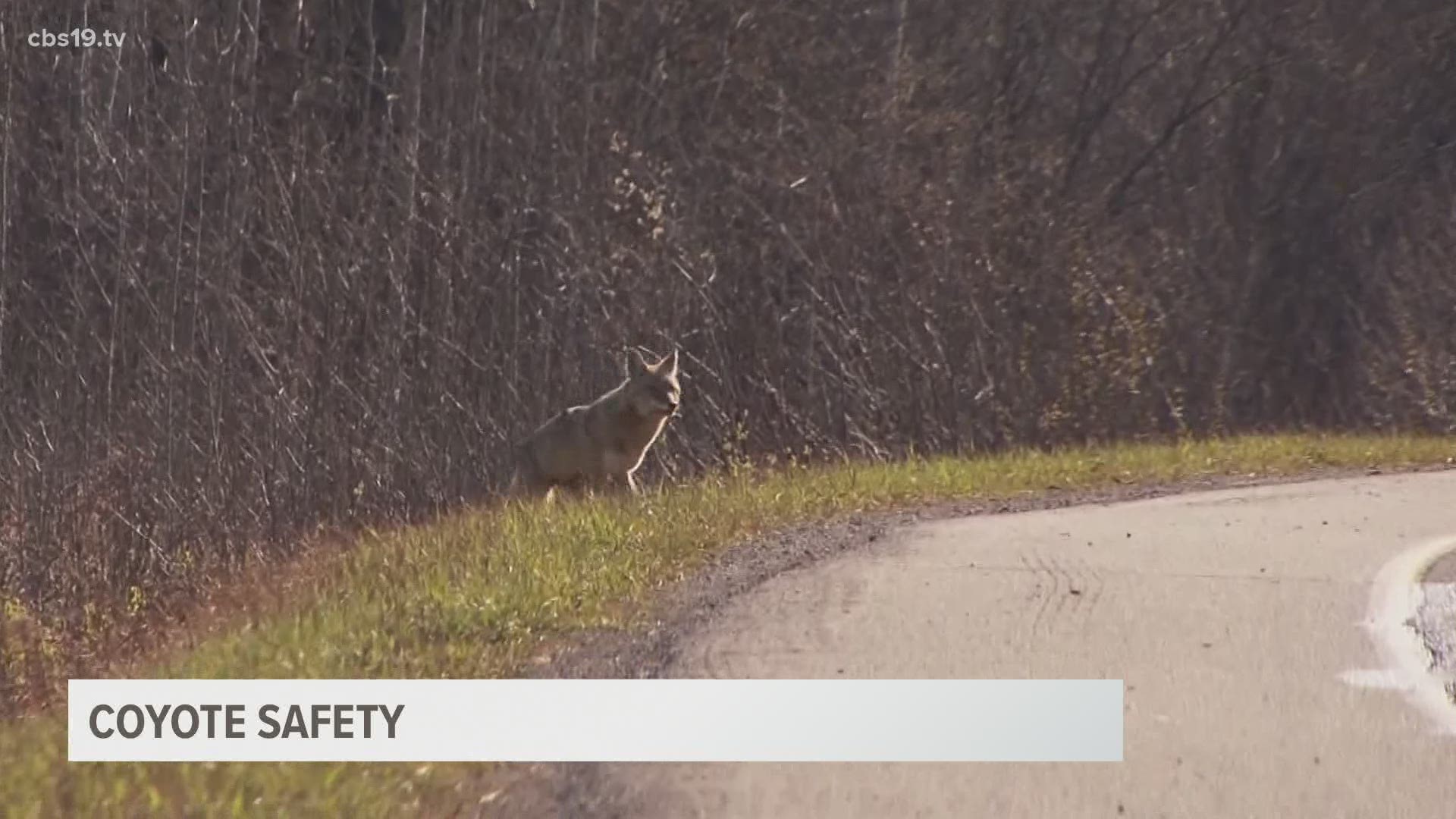 Some concerned East Texans have taken to the NextDoor app after encountering coyotes. Here's how to handle them.