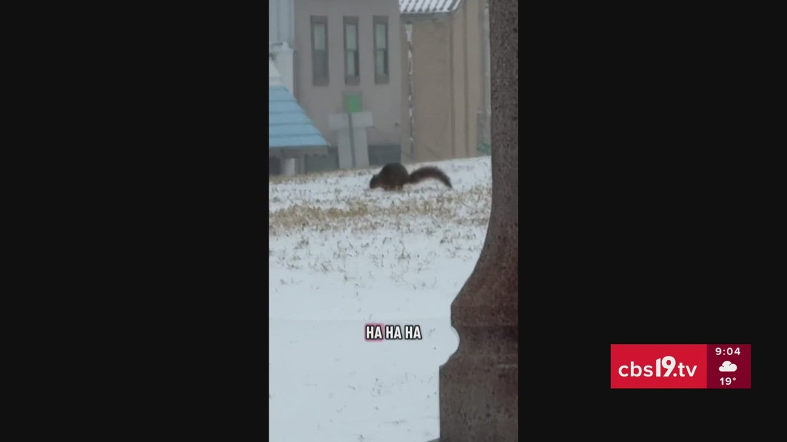 Squirrels celebrate winter wonderland in Texas