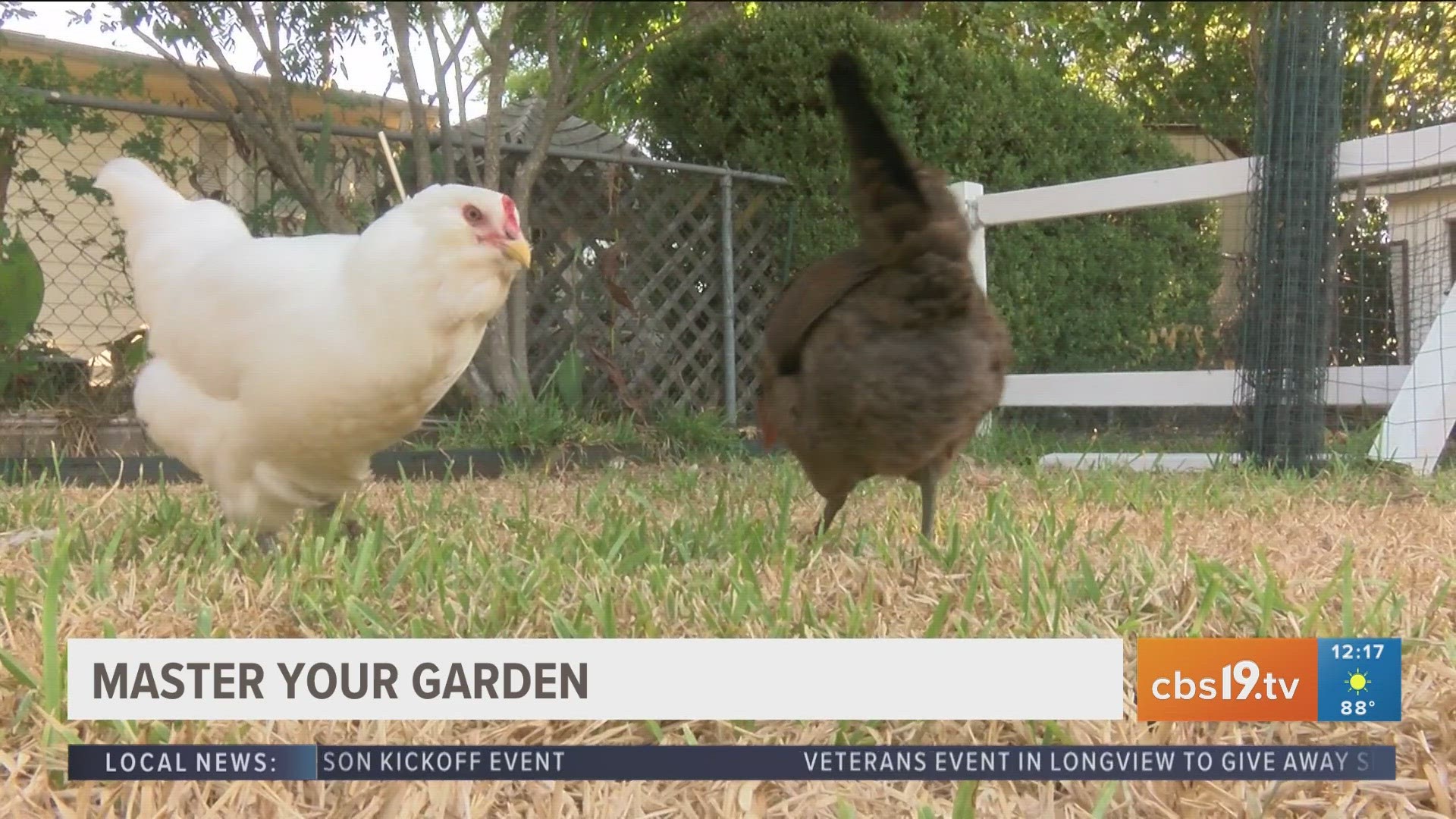 Chickens are great for getting weeds out of your garden!
