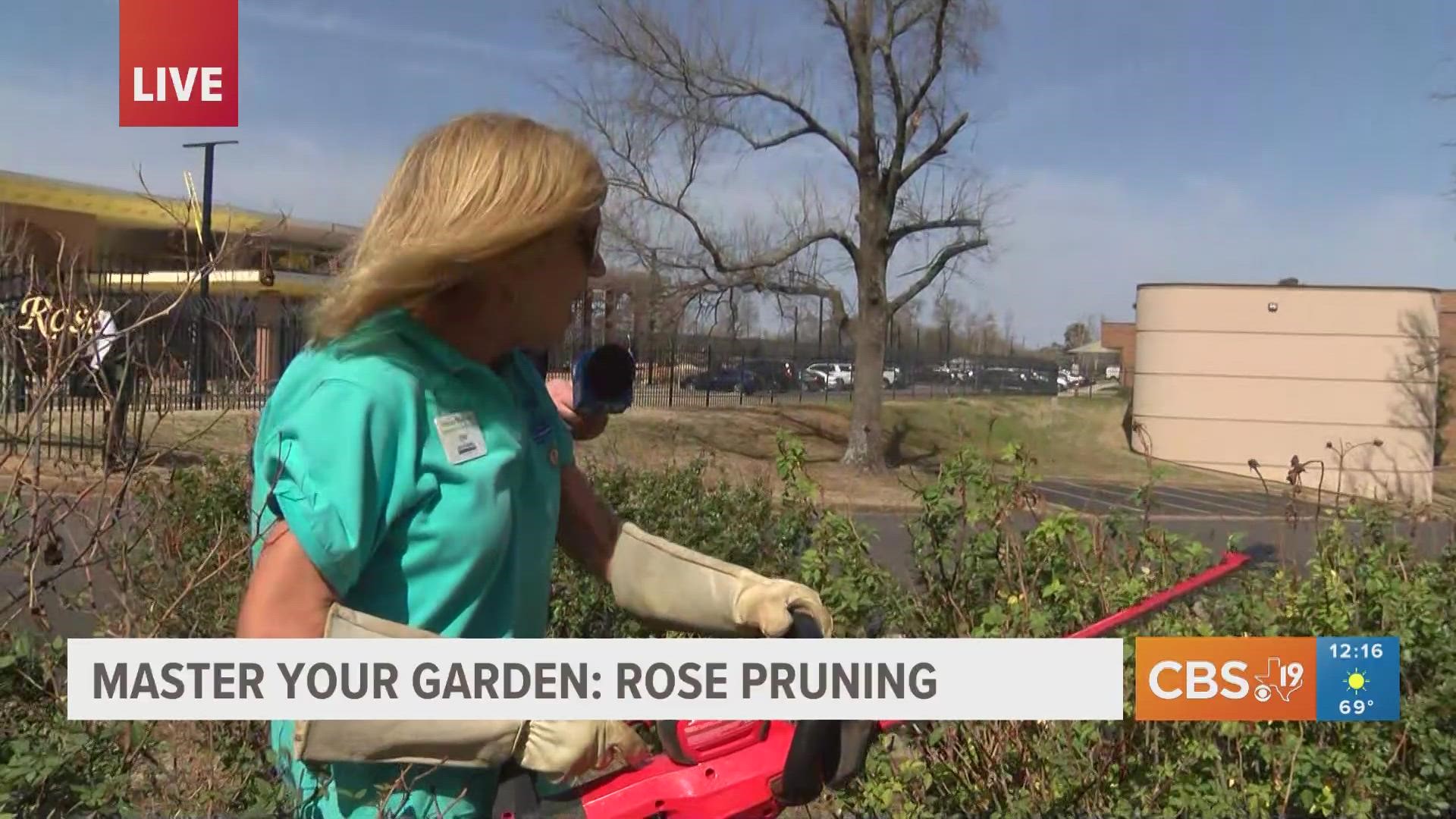 In this week's edition of Mastering Your Garden, the Smith County Master Gardeners teach us how to properly prune our rose bushes.