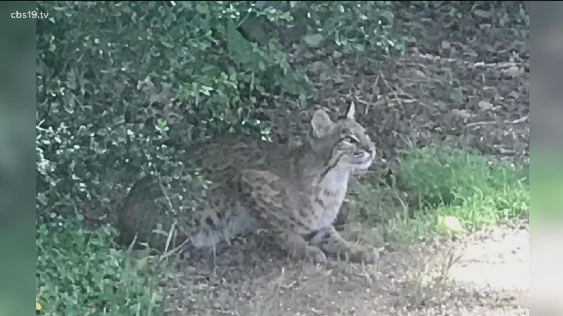 After reviewing the viral video showing the cat in question, experts confirmed it is a bobcat.
