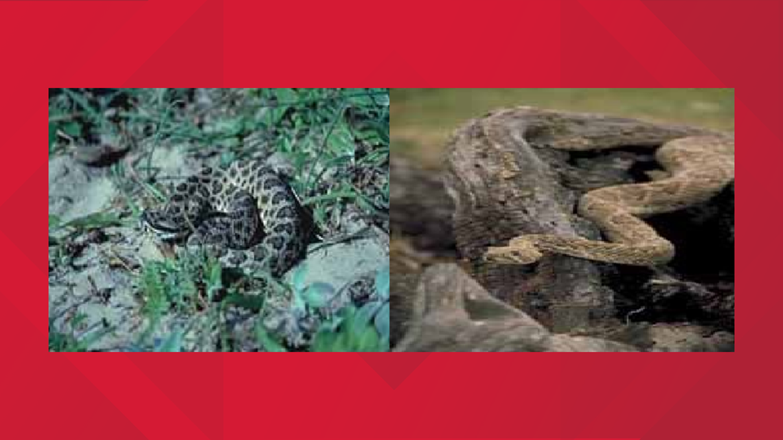 YOU SHOULD KNOW: Venomous Vs. Non-venomous Snakes In Texas | Cbs19.tv