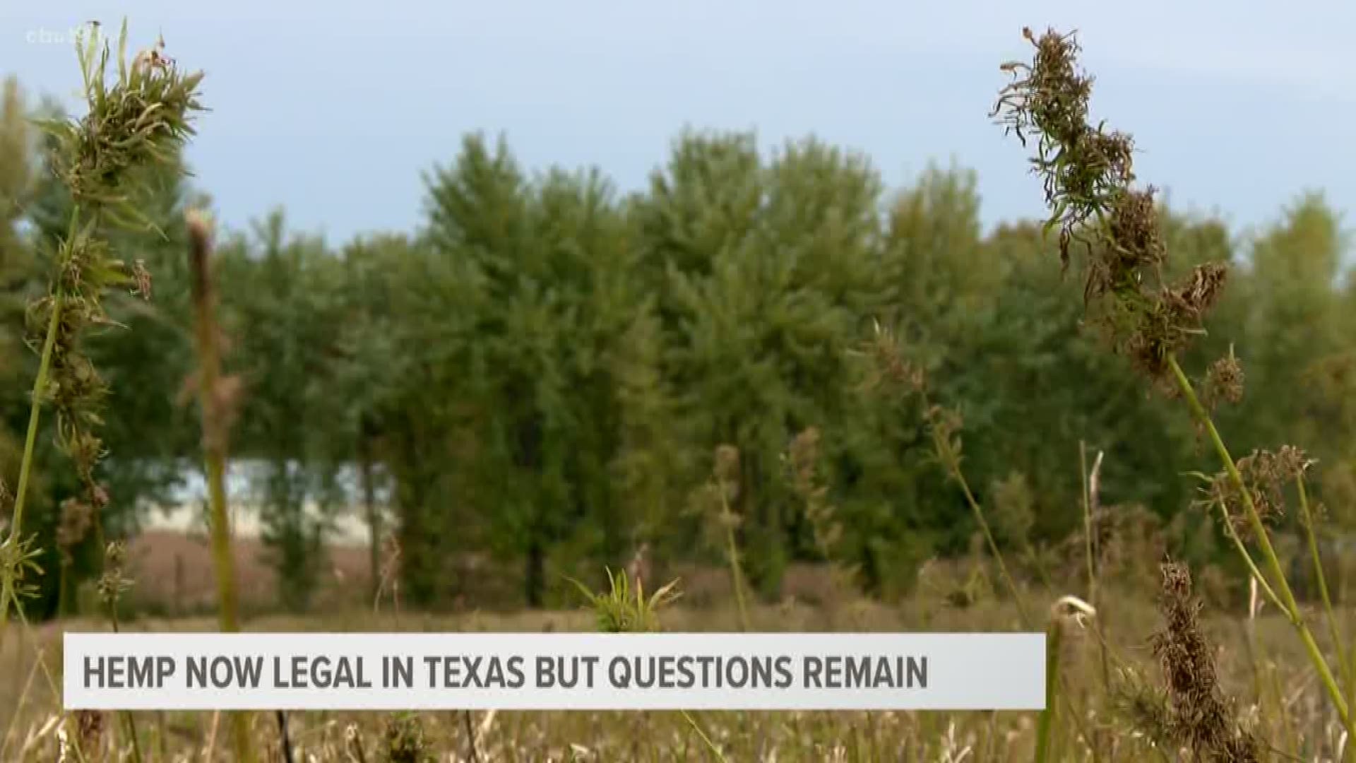 While hemp is legal in Texas, there are still questions on how it will be enforced to ensure it does not have illegal THC numbers.