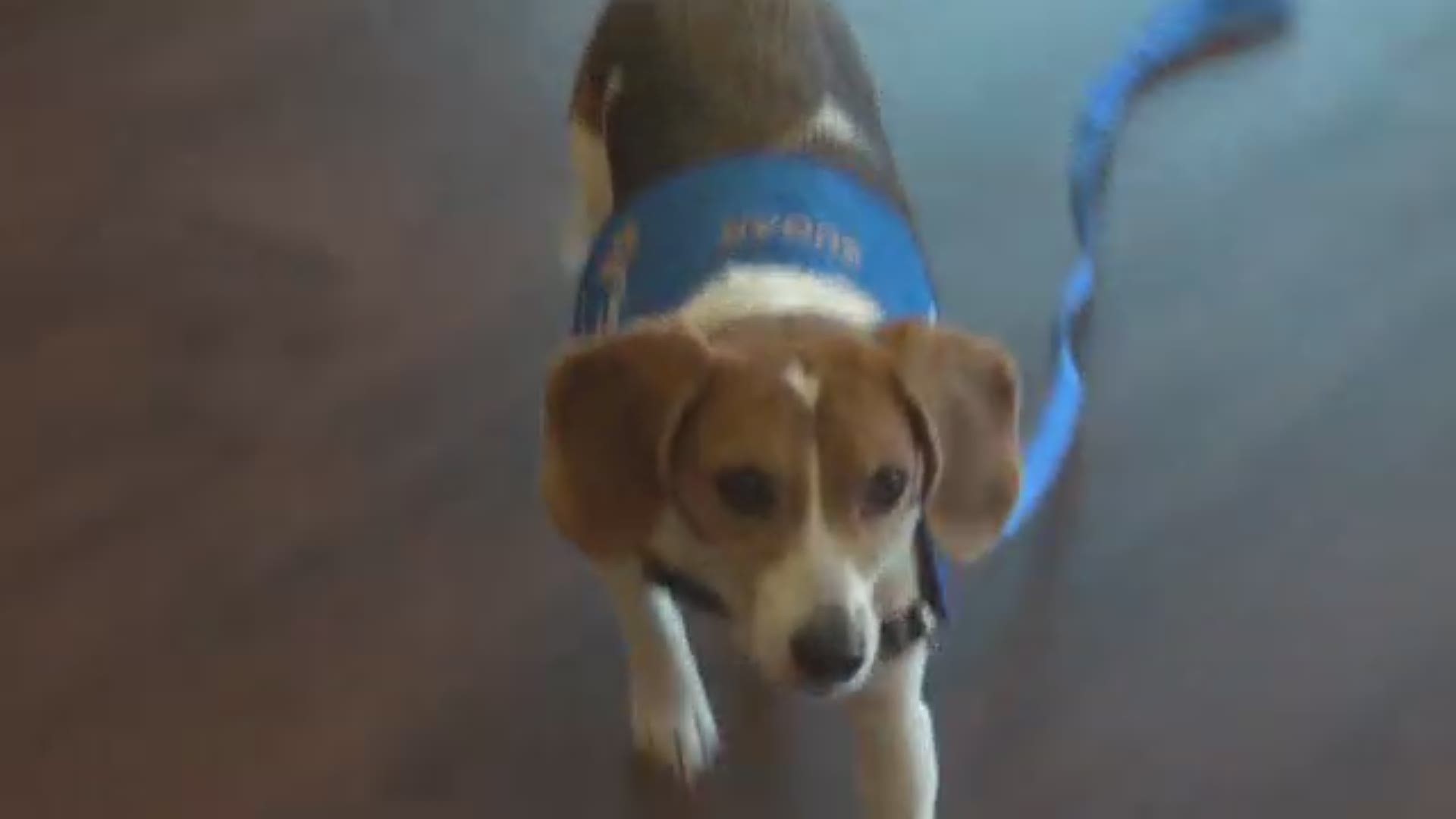 Therapets in Tyler is celebrating their 25th anniversary but what sets a therapy animal apart from the rest?