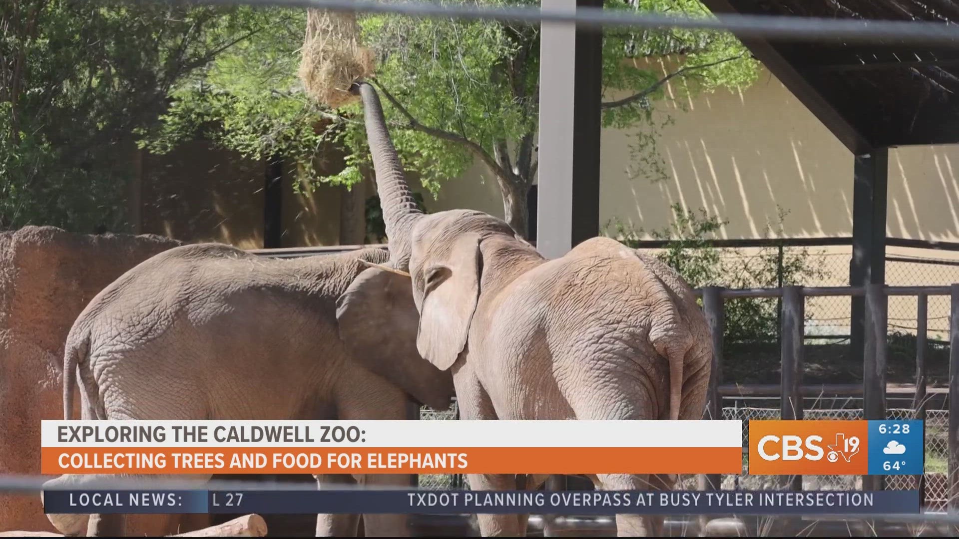 For more behind-the-scenes zoo content, watch CBS19 on Fridays during Morning Y'all for the weekly segment, Exploring the Caldwell Zoo