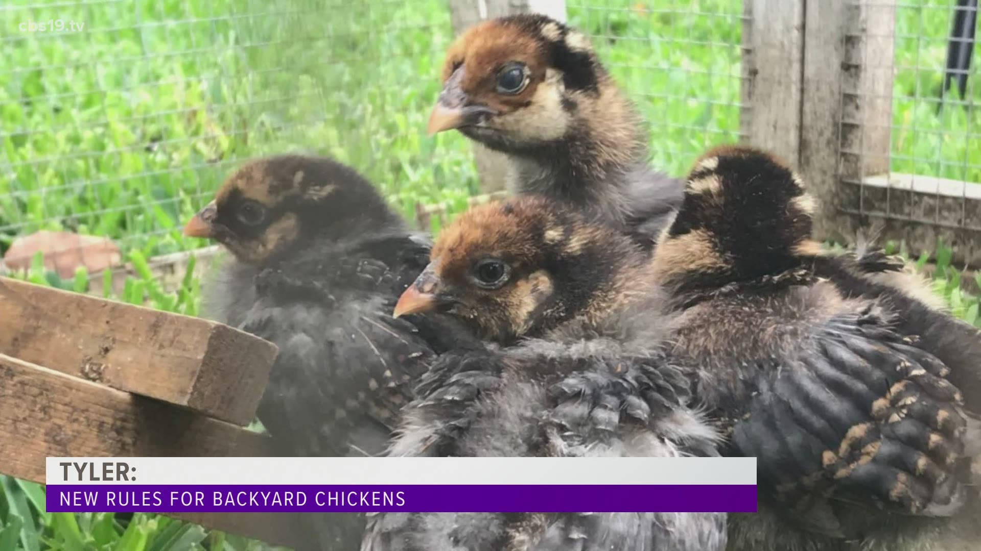 Before Wednesday, 50 feet of space between a coop and property line was required to keep chickens in a backyard. Today, the city of Tyler changed it to 15 feet.