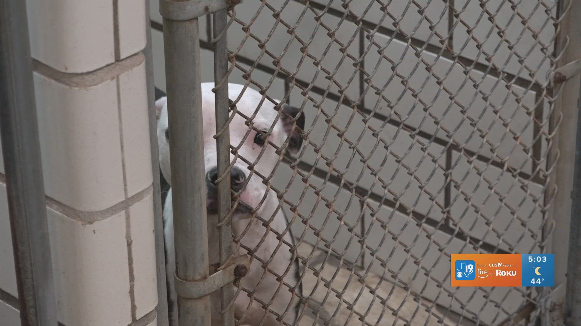 FULL INTERVIEW: Smith County judge addresses animal shelter, dog euthanasia  concerns