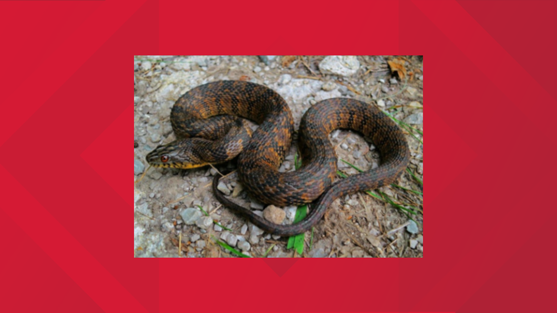 YOU SHOULD KNOW: Venomous Vs. Non-venomous Snakes In Texas | Cbs19.tv