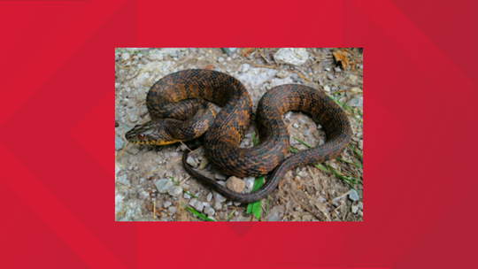 spiritual battle snakes without venom spiritual battle snakes without venom