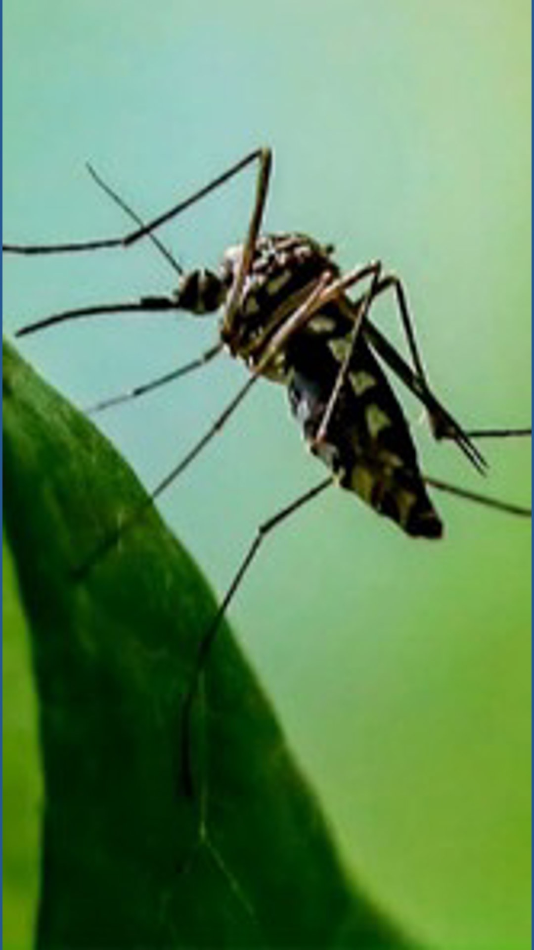 New mosquito control method uses nonbiting males to curb populations ...