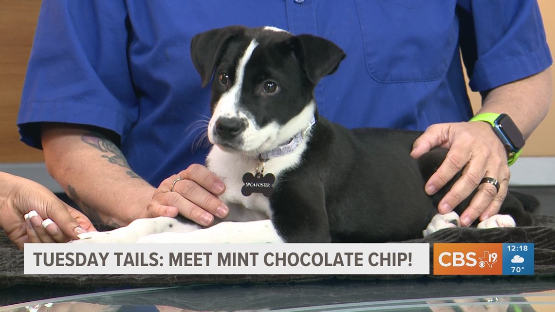 Mint Chocolate Chip from the SPCA of East Texas - Vimarsana News