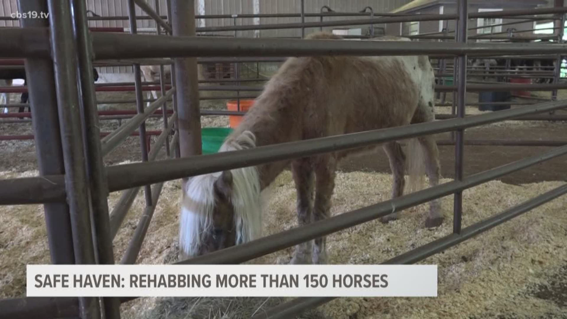 CBS19 gets a first look at the 159 horses rescued from extremely poor living conditions on a Camp County property.
