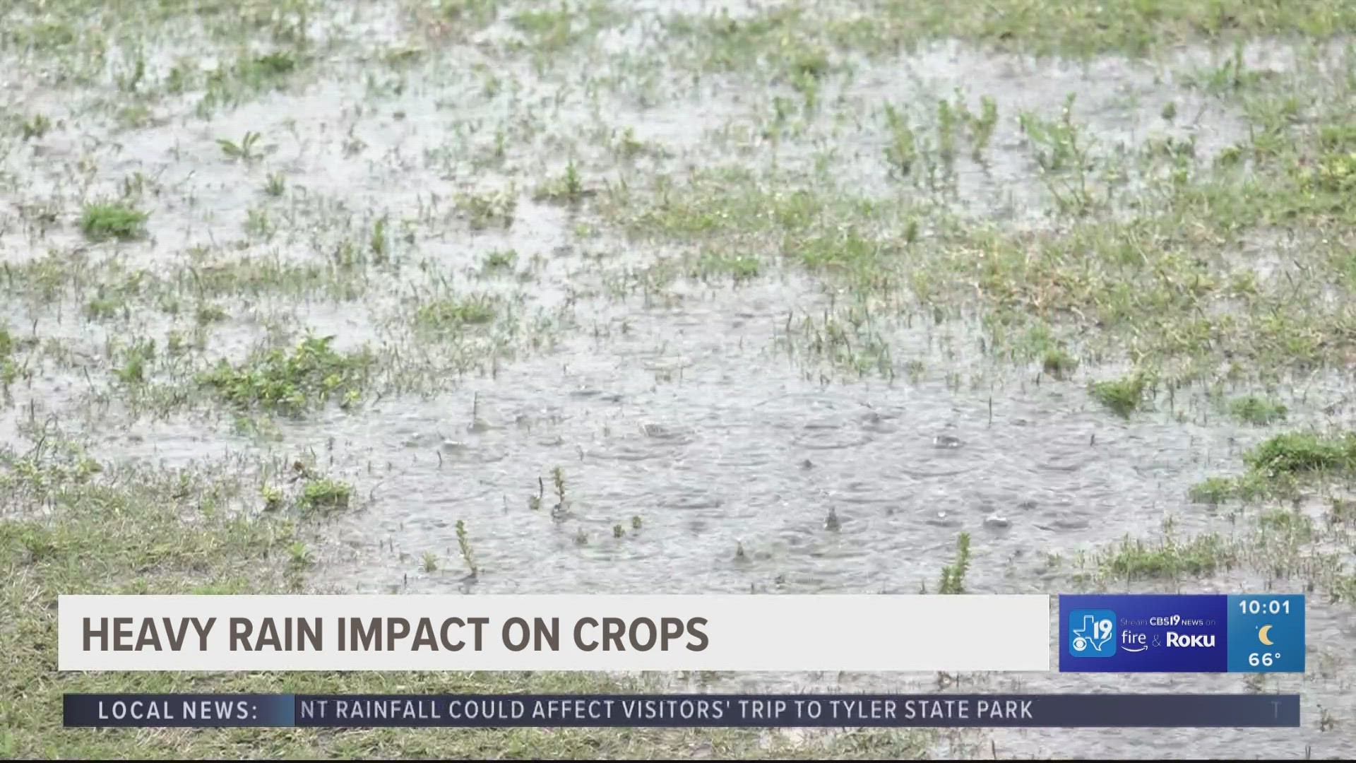 It's the perfect recipe for the perfect harvest, but the consistent rain East Texas saw this week could have done more harm than good for local farmers.