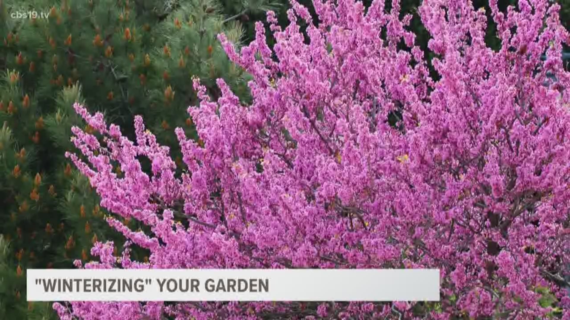 The first freeze of the year is here and that can have an effect on your pipes, homes and so much more, but what about your plants? 
Master gardener of Smith County, Wayne Elliott tells us how you can keep those plants healthy despite the cold temperature