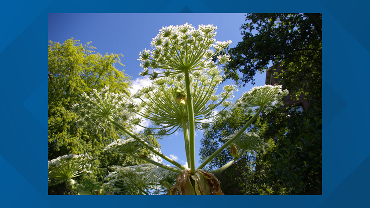 don-t-touch-these-plants-six-lookalike-plants-you-want-to-avoid