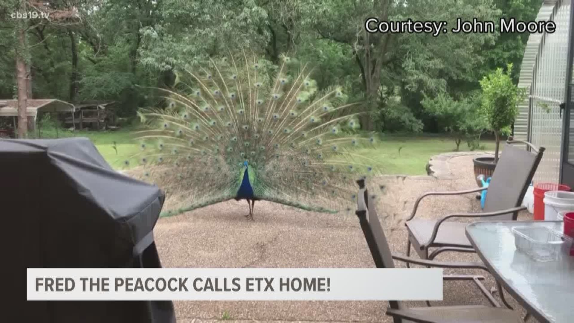We've all heard if you see a cardinal after a loved one's passing, it's a symbol they're still with you. But, what if you see a peacock? That was the case for Whitehouse's John Moore and Fred The Peacock!