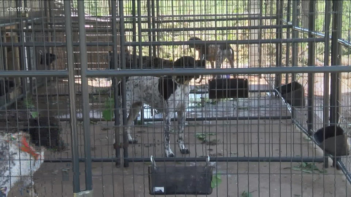 A Rusk County man risks his life to save dogs in a EF-2 tornado - Vimarsana News
