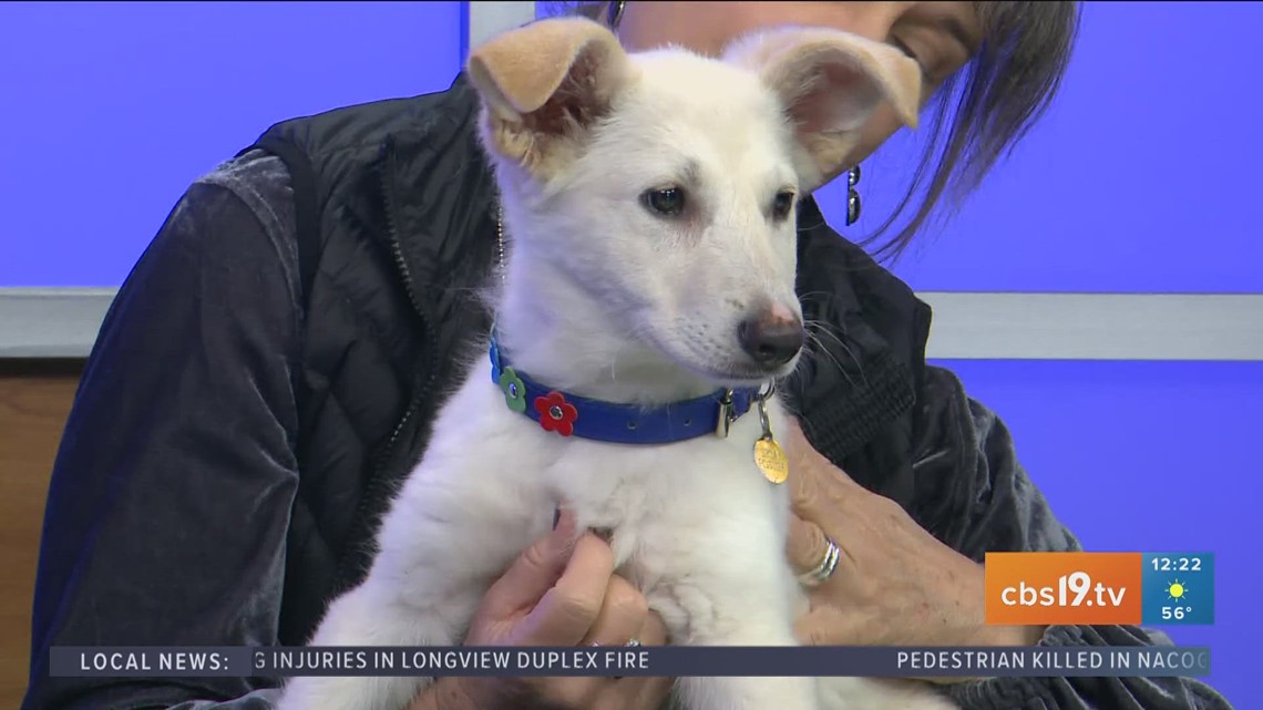 TUESDAY TAILS: Meet Casey from the SPCA of East Texas