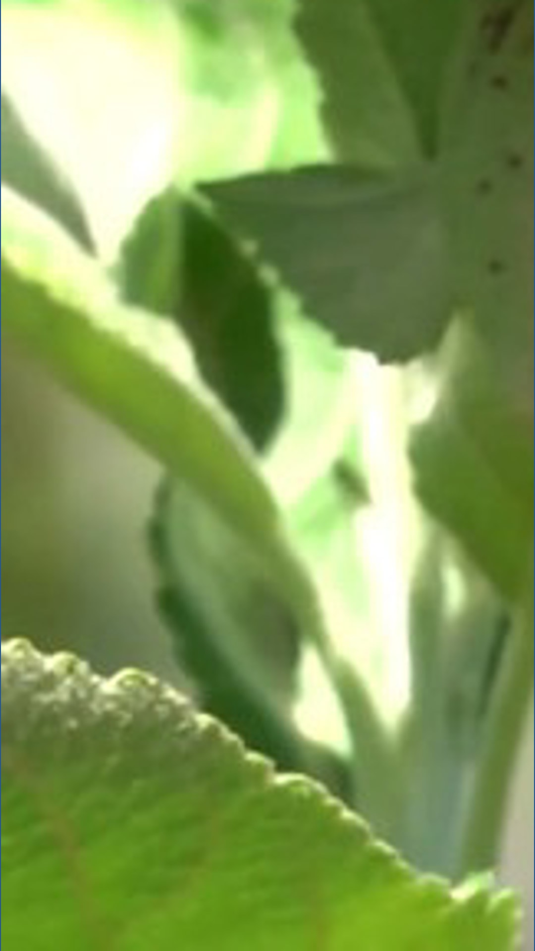 Apple crop losses hit orchards as freezes, drought damage harvests ...