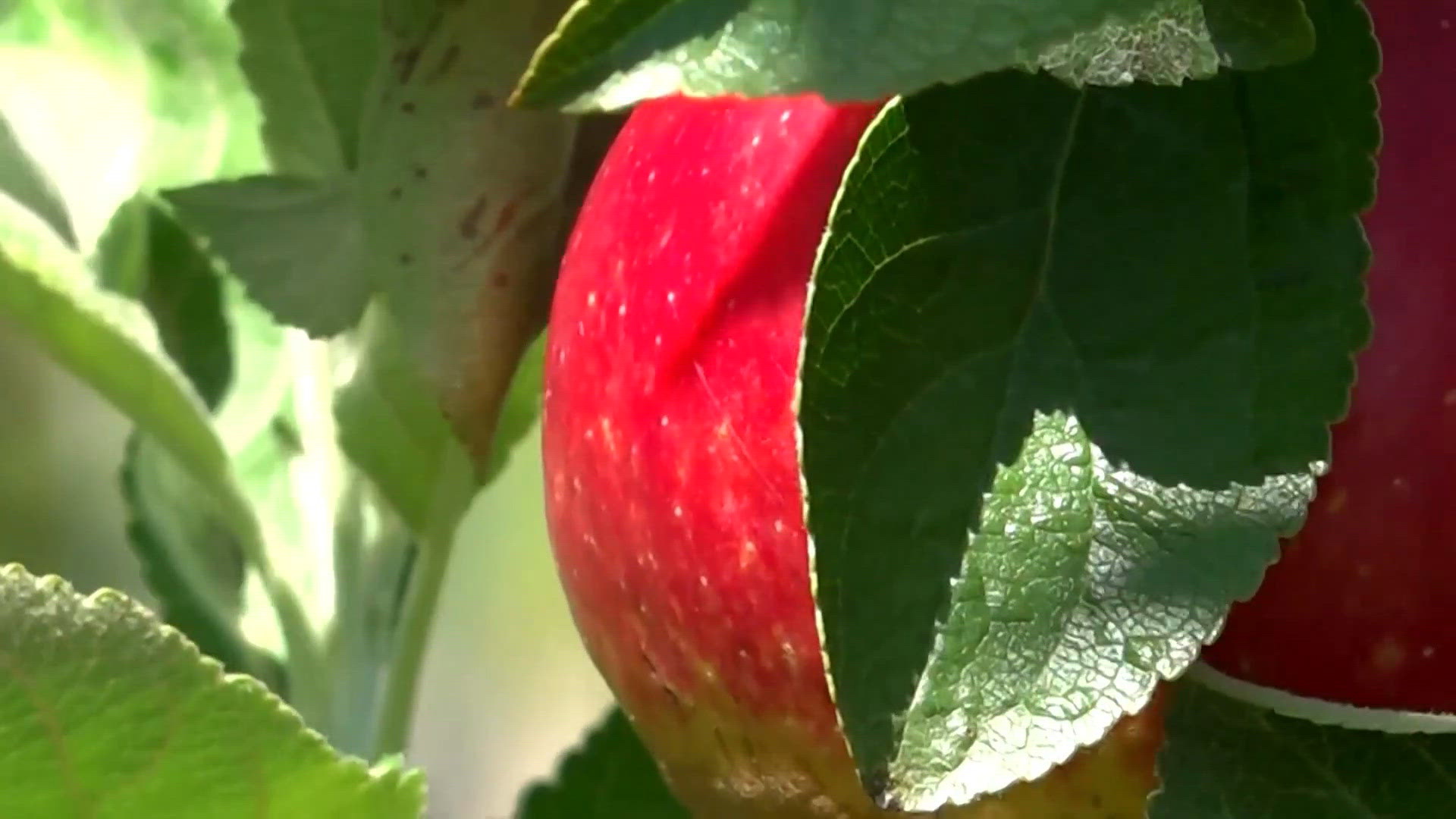 Apple crop losses hit orchards as freezes, drought damage harvests ...