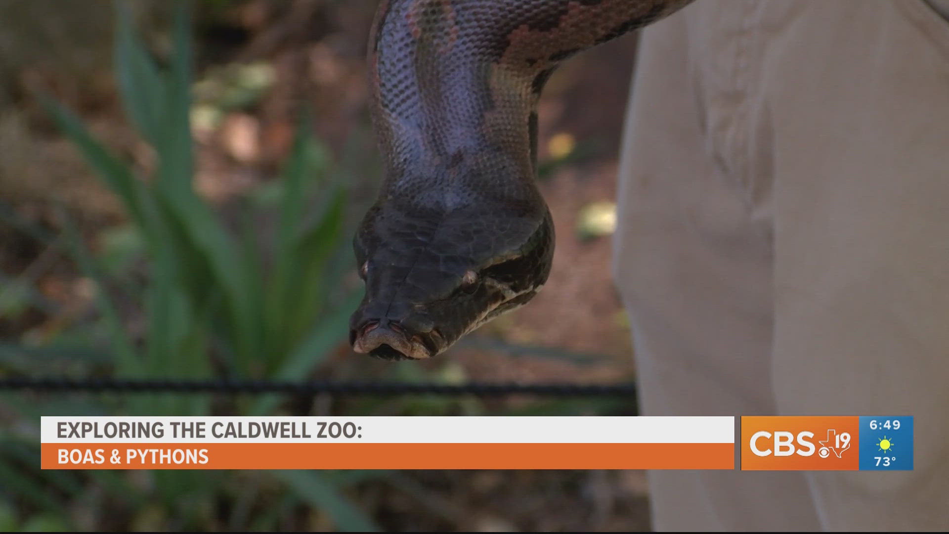For more behind-the-scenes zoo content, watch CBS19 on Fridays during Morning Y'all for the weekly segment, Exploring the Caldwell Zoo