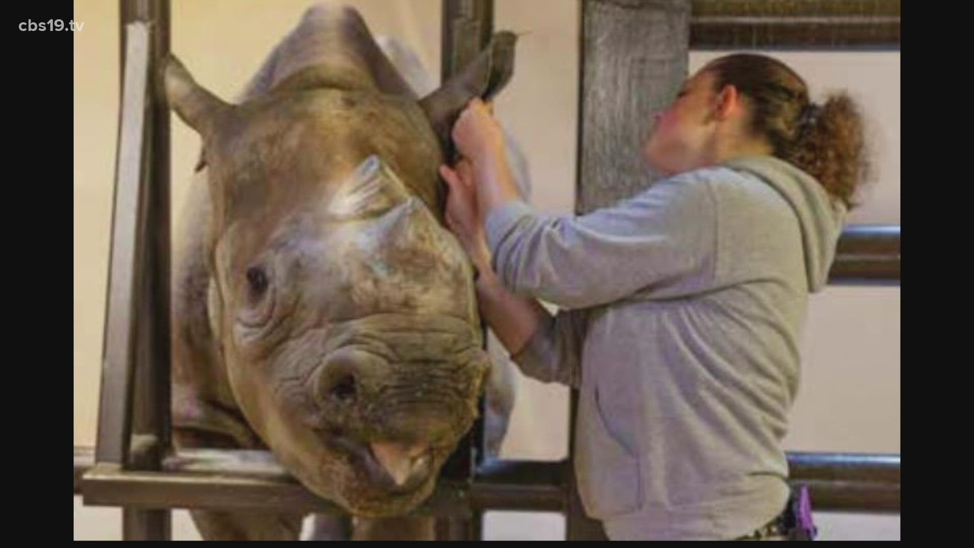 Black rhino at Caldwell Zoo euthanized