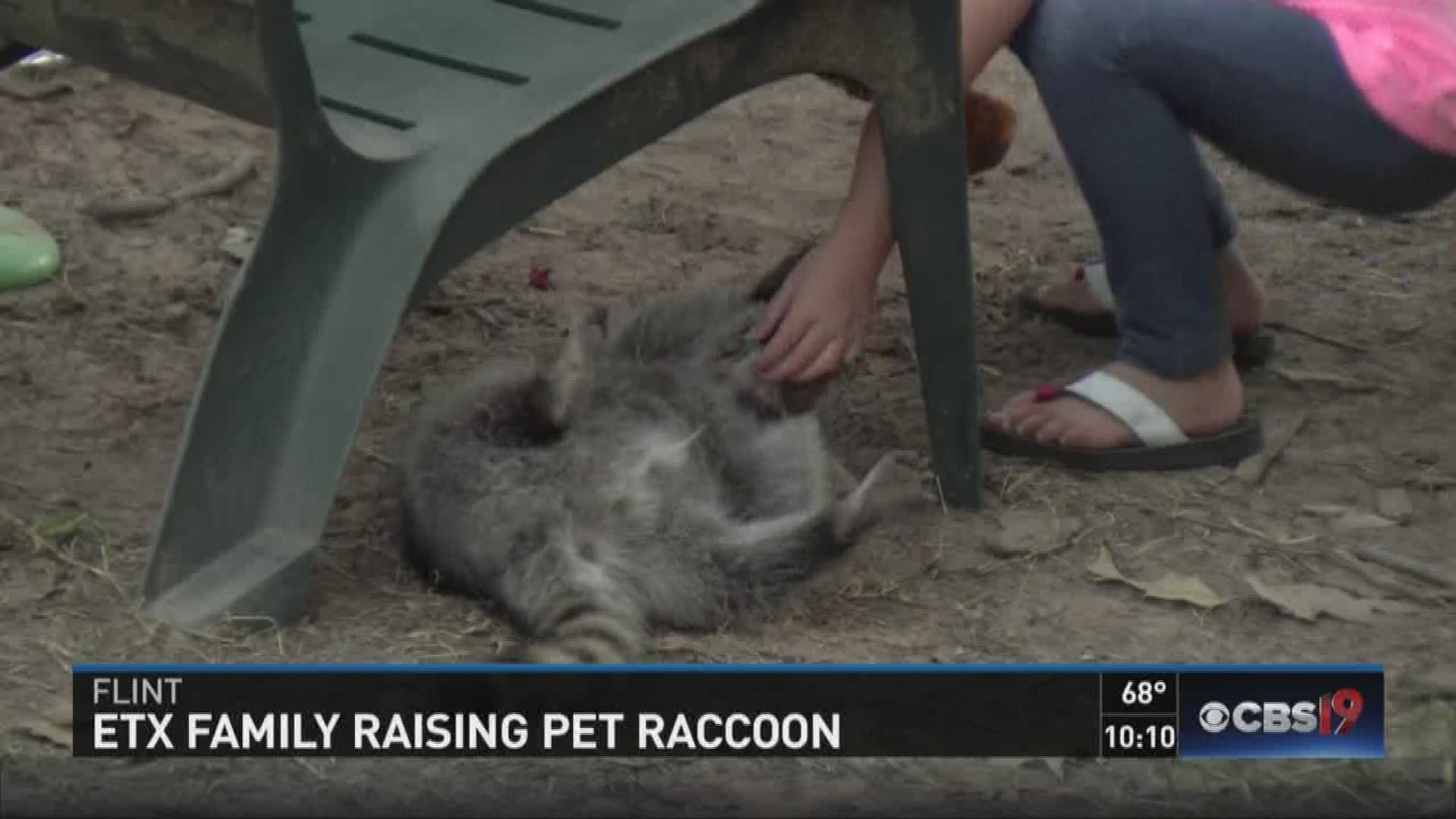 A local family has a different kind of animal as a pet.