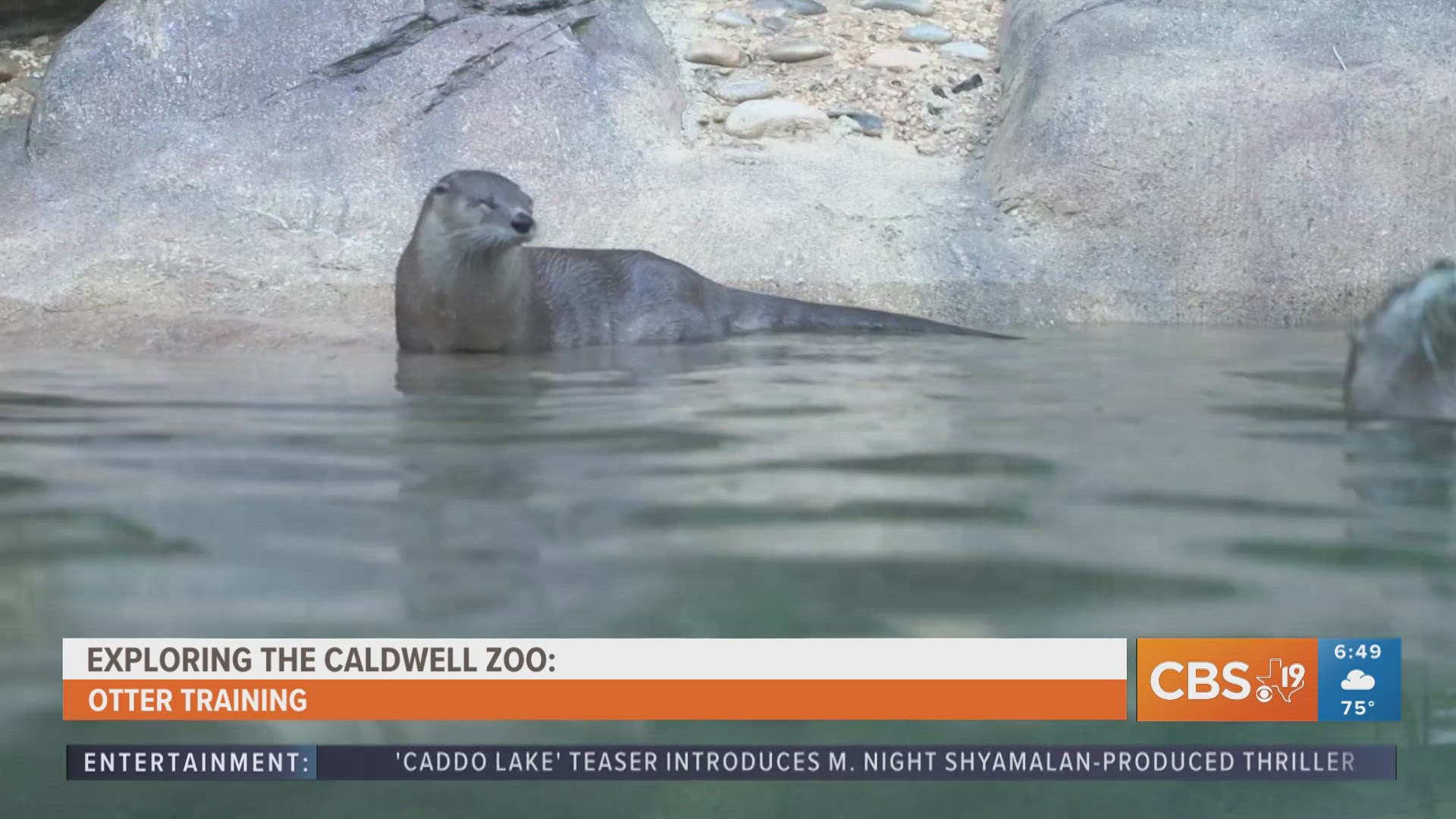 For more behind-the-scenes zoo content, watch CBS19 on Fridays during Morning Y'all for the weekly segment, Exploring the Caldwell Zoo.