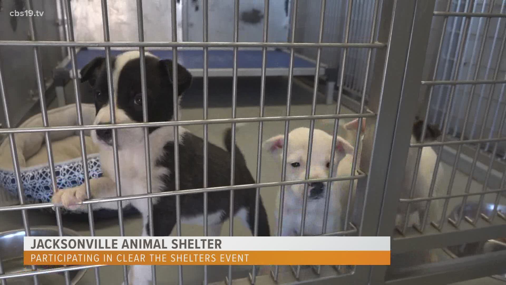 Jacksonville Animal Shelter participating in Clear the Shelters month
