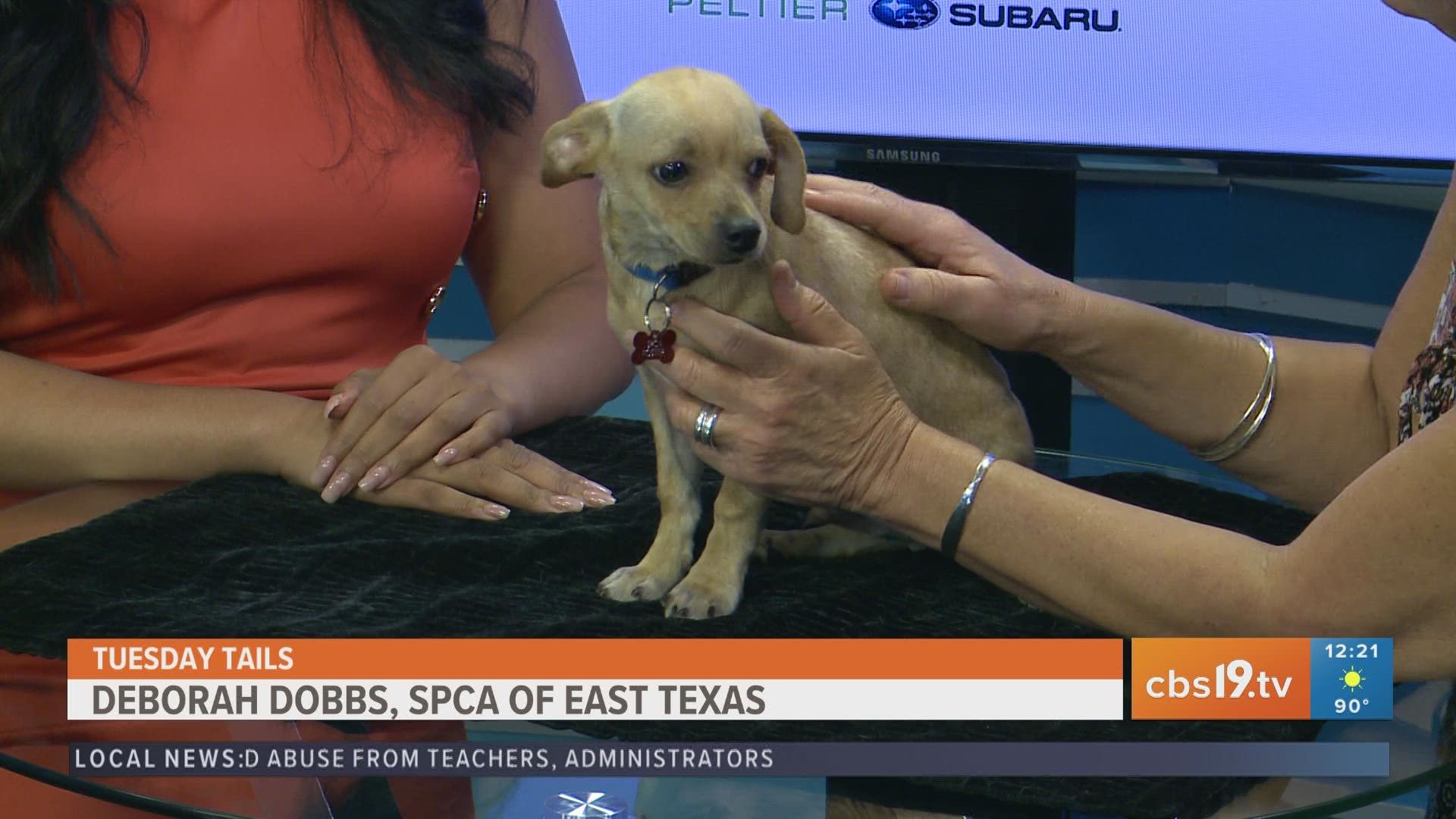 Get to know Scrat from the SPCA of East Texas