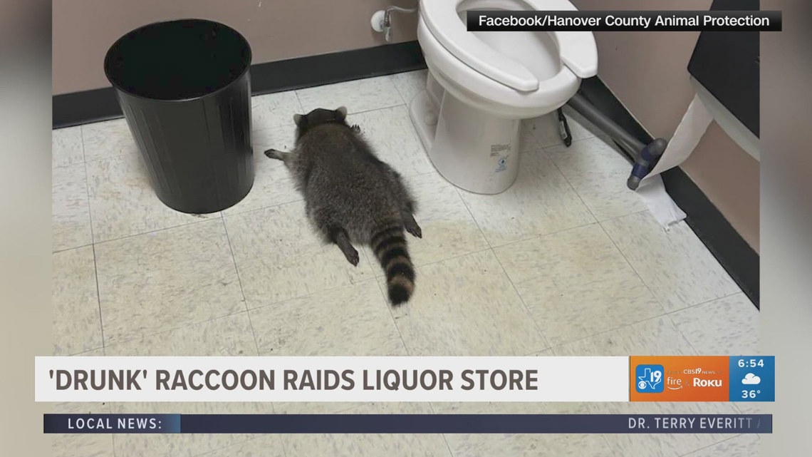 'Drunk' raccoon raids liquor store | cbs19.tv