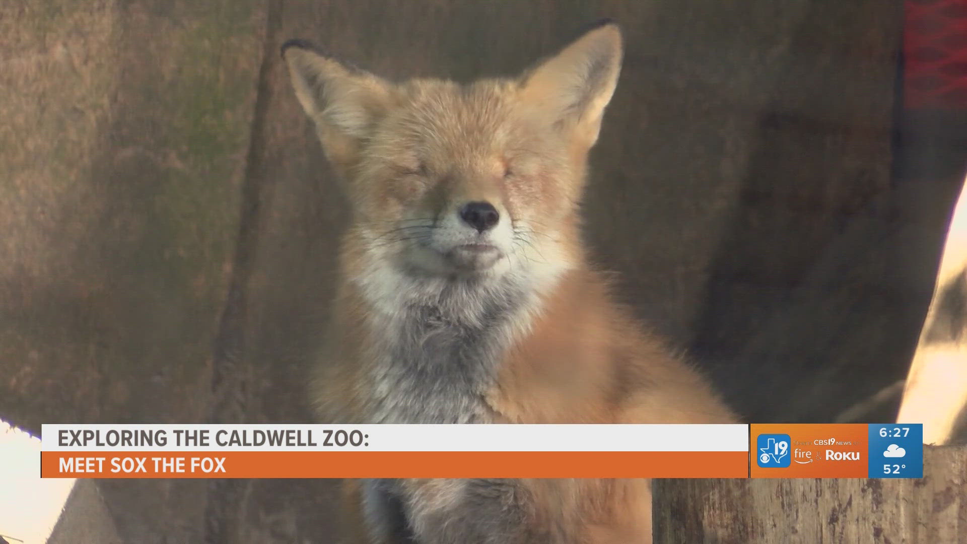 For more behind-the-scenes zoo content, watch CBS19 on Fridays during Morning Y'all for the weekly segment, Exploring the Caldwell Zoo.