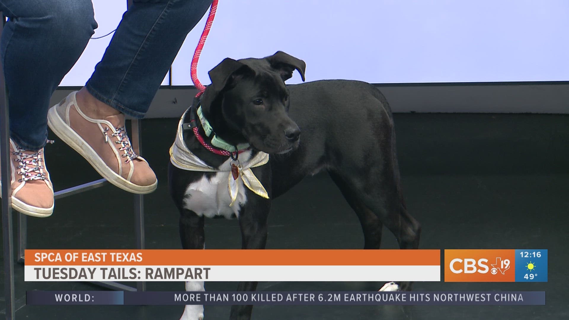 TUESDAY TAILS: Meet Rampart from the SPCA of East Texas