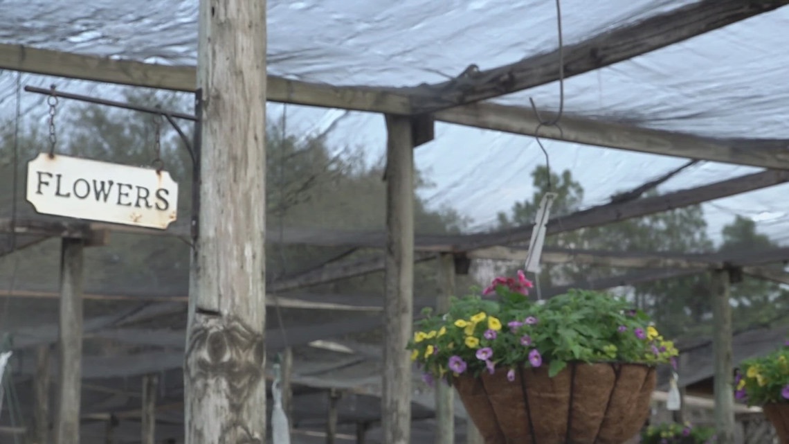 East Texas gardeners advised patience as plants recover from recent freeze