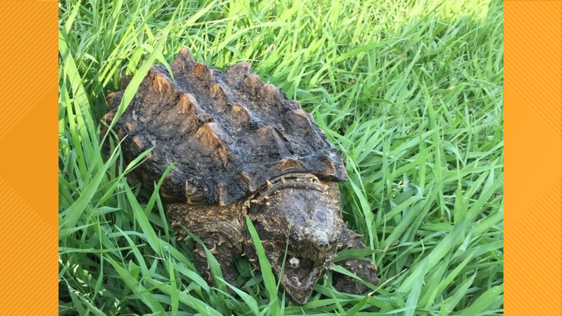 Alligator snapping turtles released back into the wild cbs19.tv