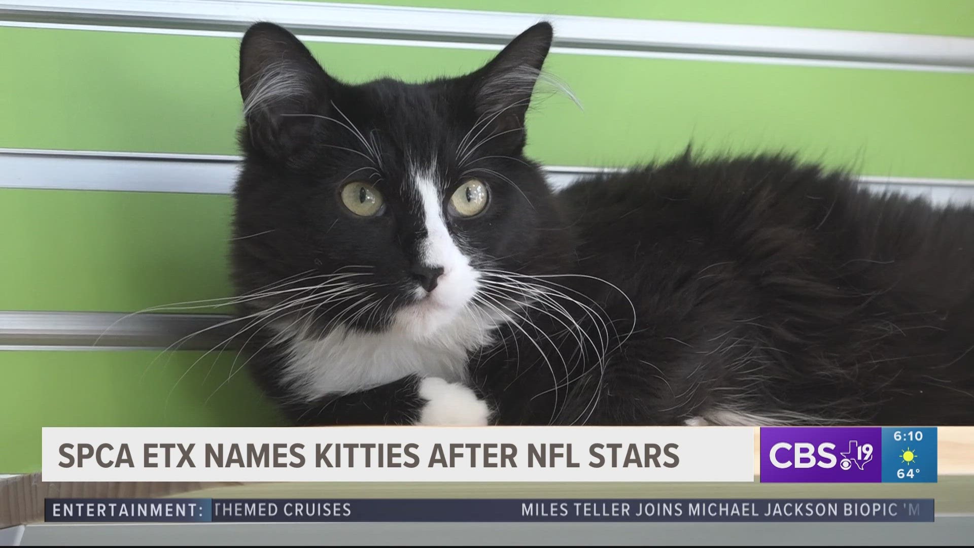 If you're a Chiefs fan you’re in luck because a few kittens at the SPCA of East Texas are rocking some of the team's well known names!