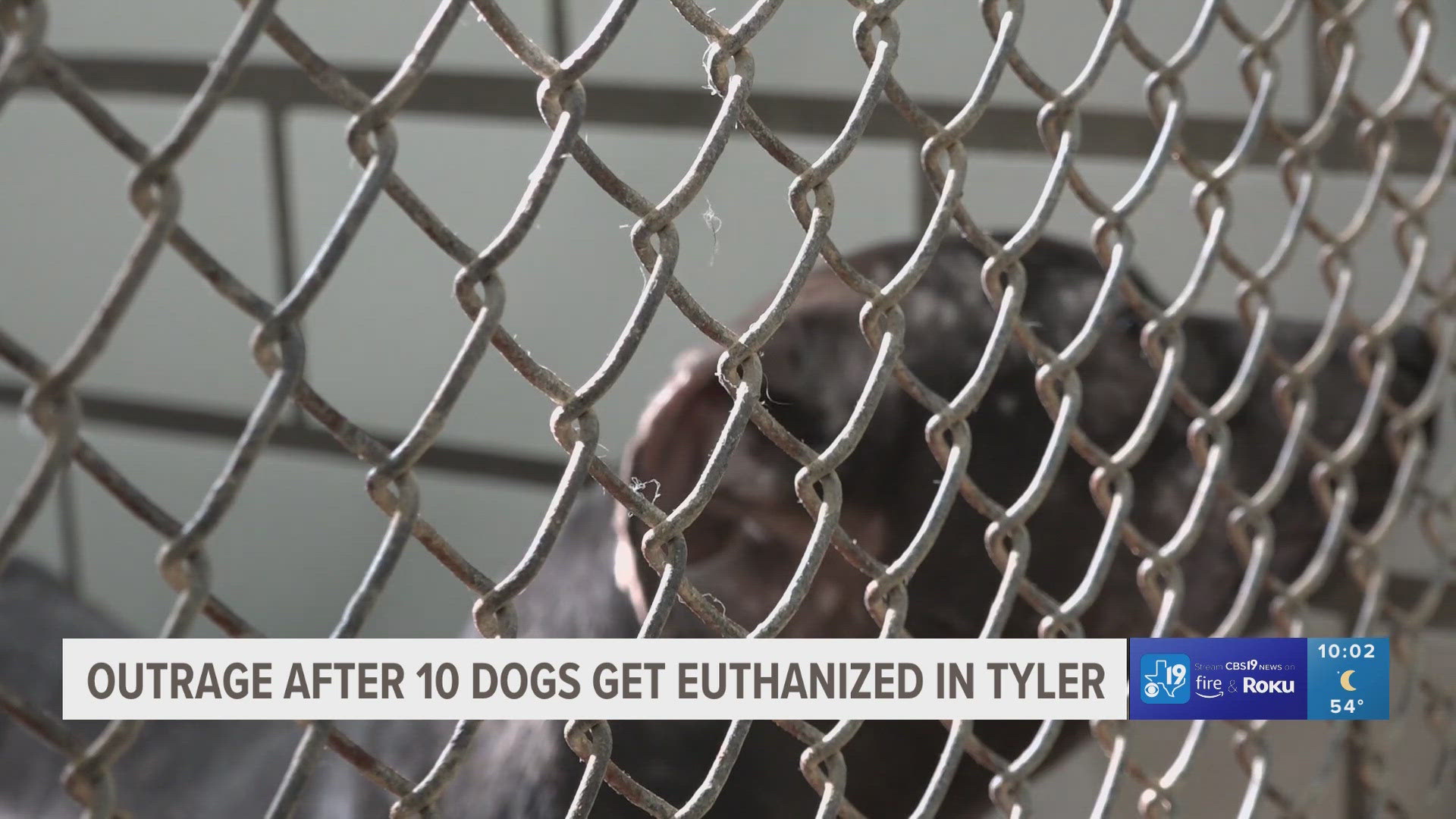 Several organizers are arranging a gathering Friday in response to Smith County killing the animals.