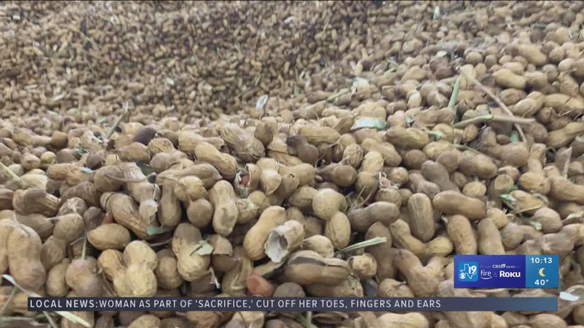 Chevron makes contract for peanut renewable source of diesel fuel - Vimarsana News