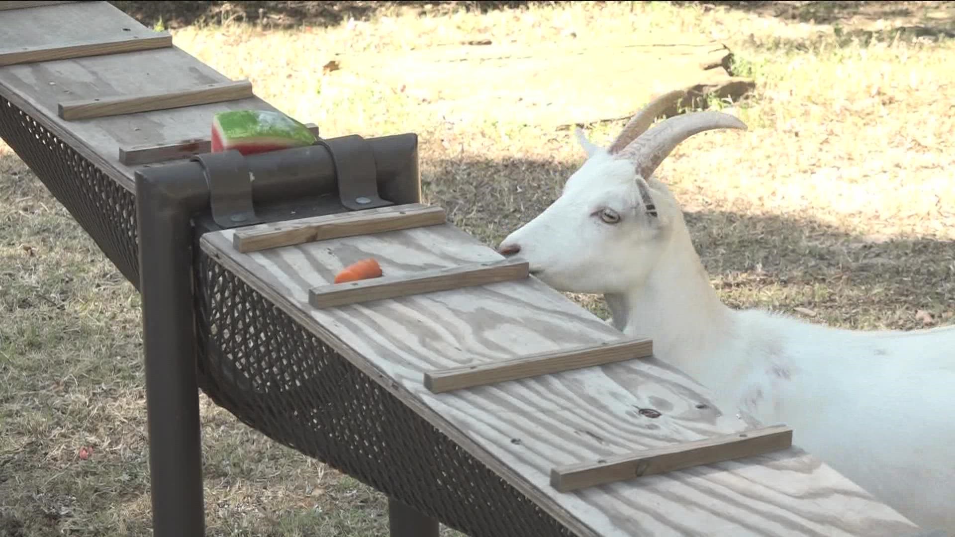 "Watermelon Wednesdays" bring a sweet treat to Caldwell Zoo animals