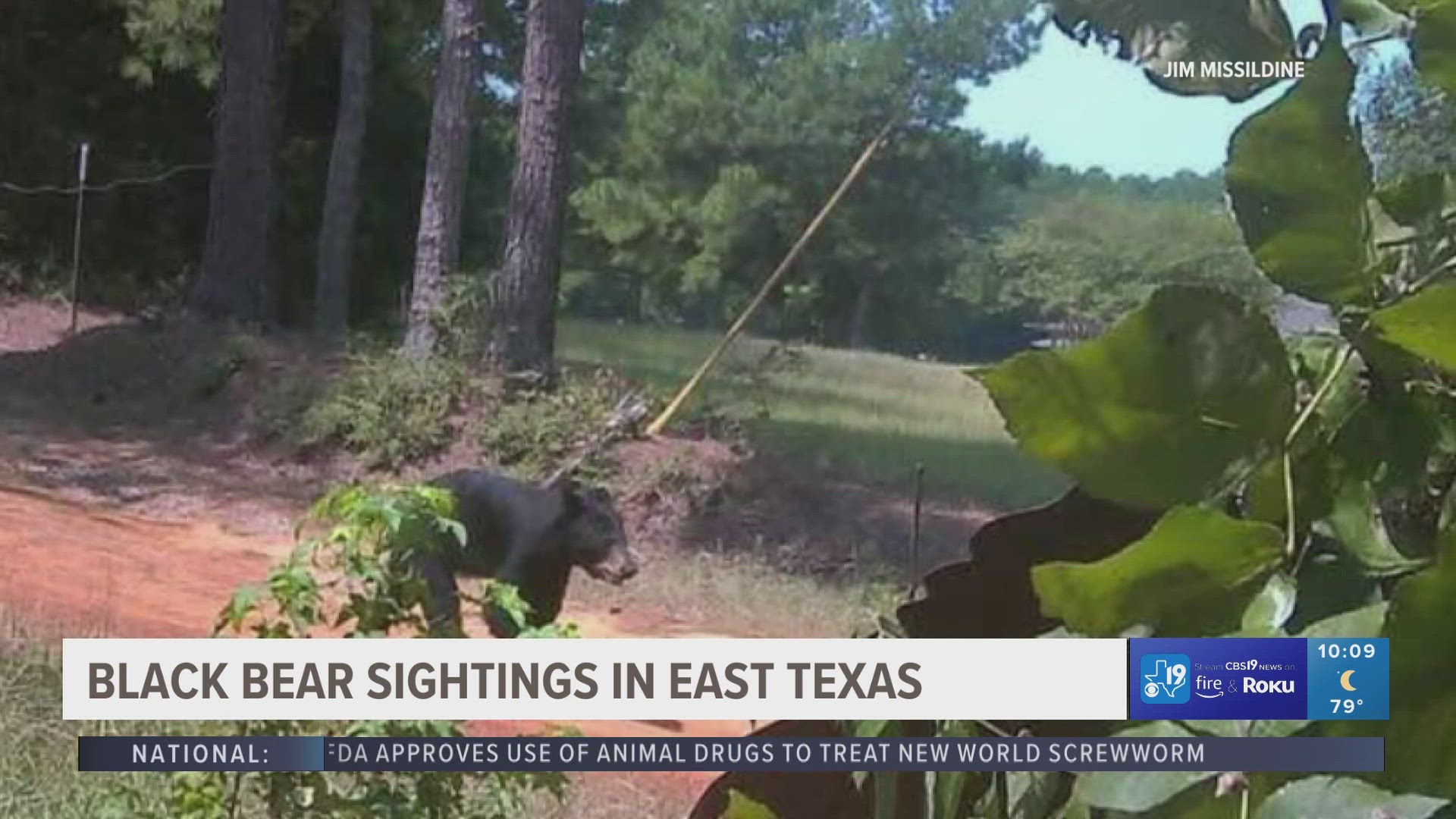 Biologists with the Texas Parks and Wildlife Department (TPWD) have confirmed several sightings of a black bear in Cherokee, Anderson, Panola and Rusk counties.