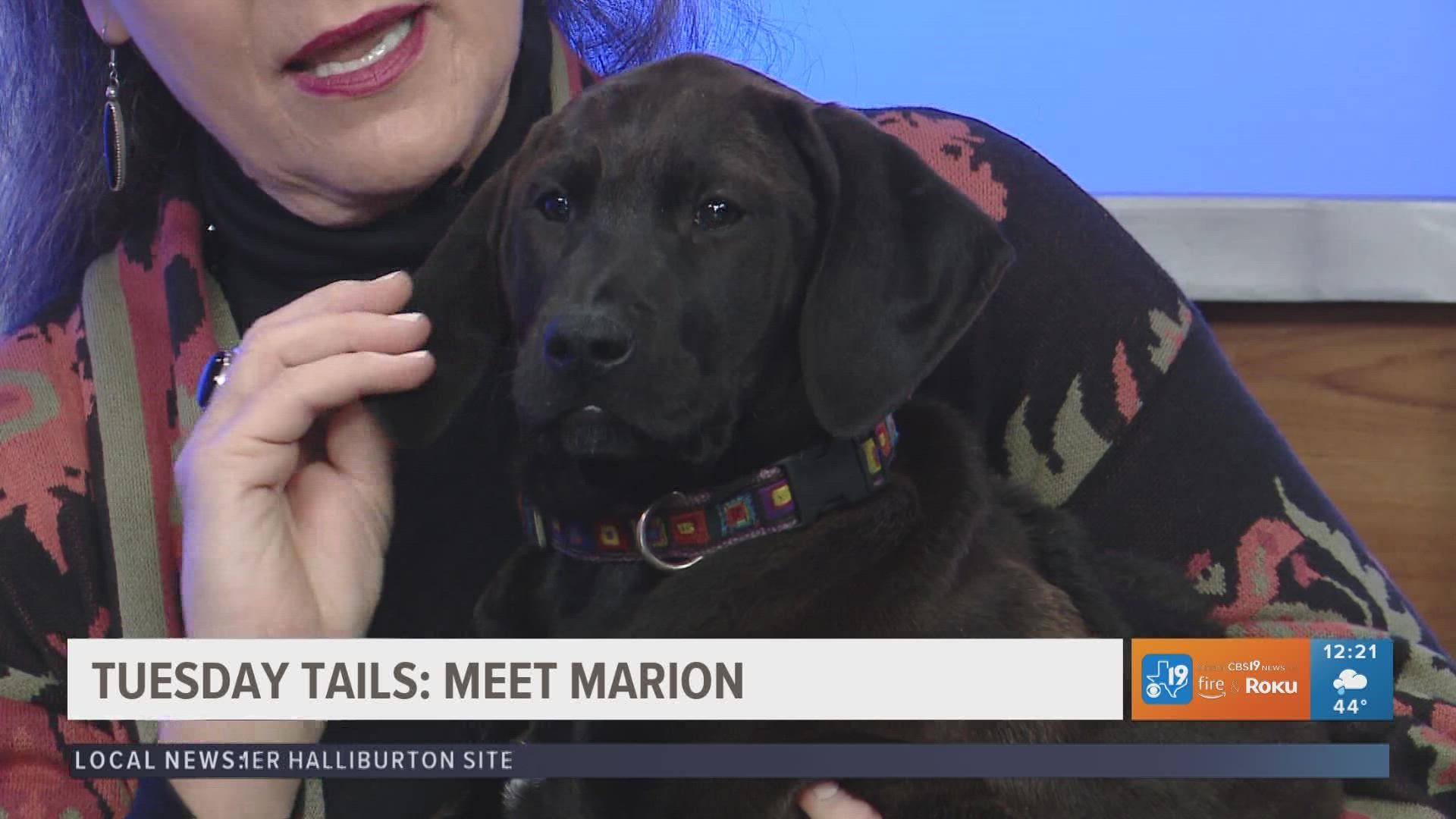 To adopt this sweet pup, visit the SPCA of East Texas.