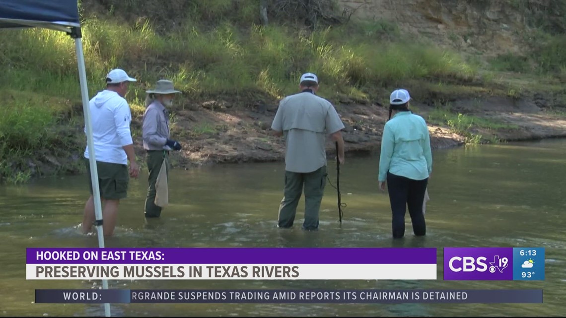 East Texas researchers work to preserve freshwater mussels cbs19.tv