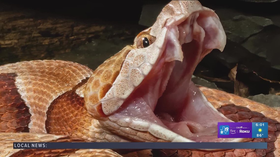 Copperhead snake season is here