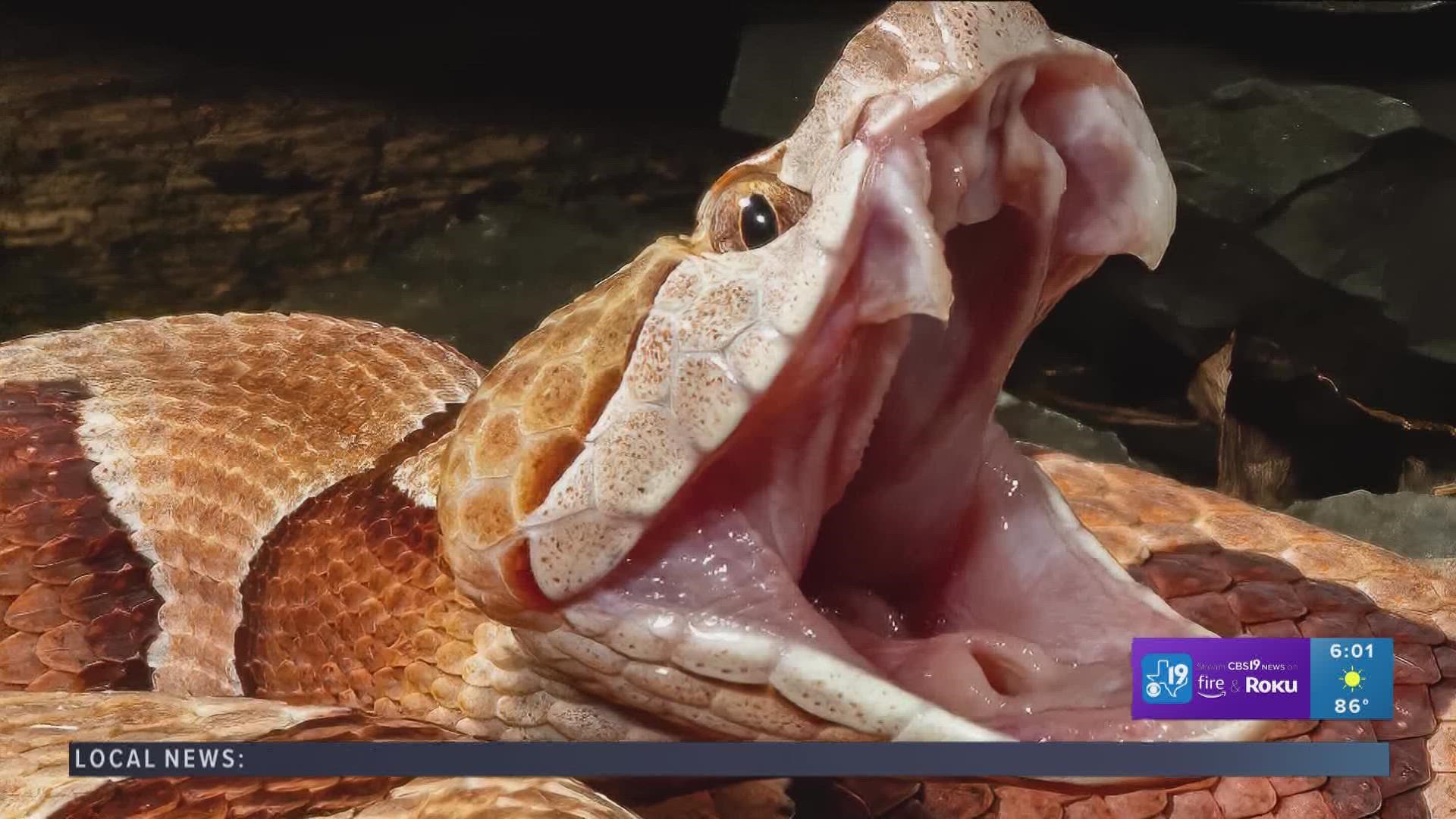 copperhead snake fangs