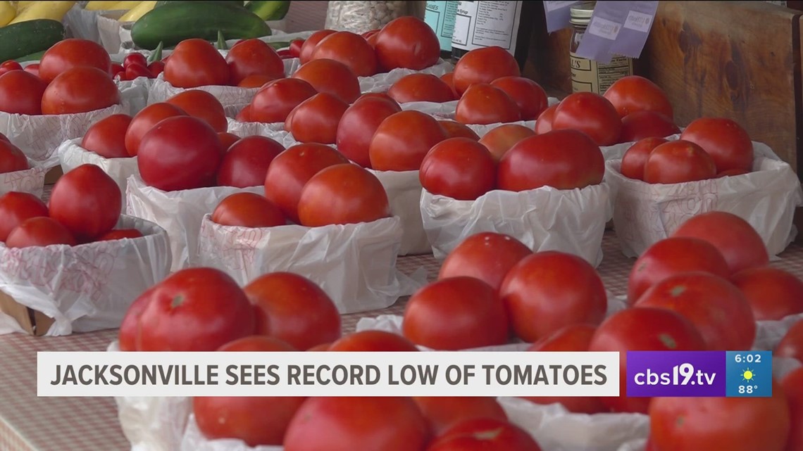 Jacksonville Tomato Fest sees record low of tomatoes cbs19.tv